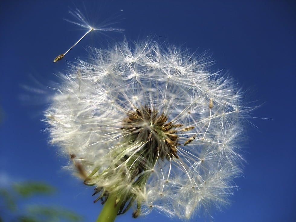 What Is A Dandelion All You Want To Know