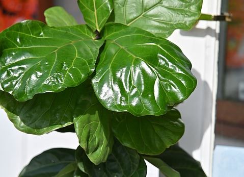 Fiddle Leaf Fig Fertilizer: Choose And Use