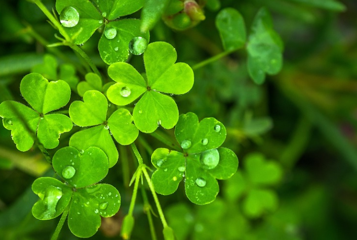 how to get rid of clover in your yard