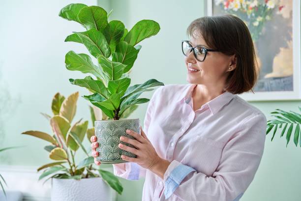 When To Repot Fiddle Leaf Fig? How To Repot?